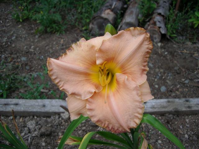 So Precious | Harbour Breezes Daylilies and Japanese Iris at Jeddore on